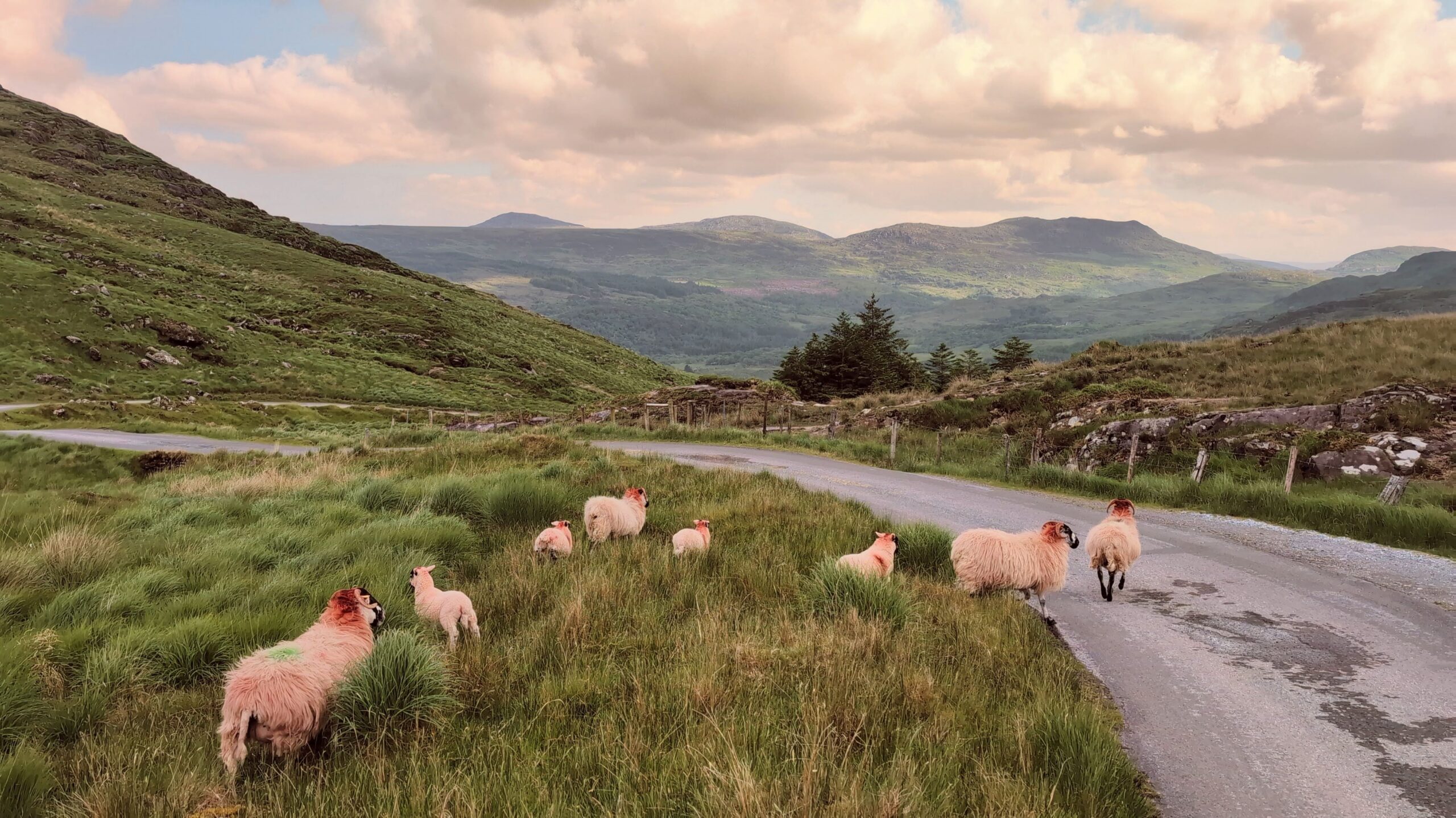 Why I call Ireland Home